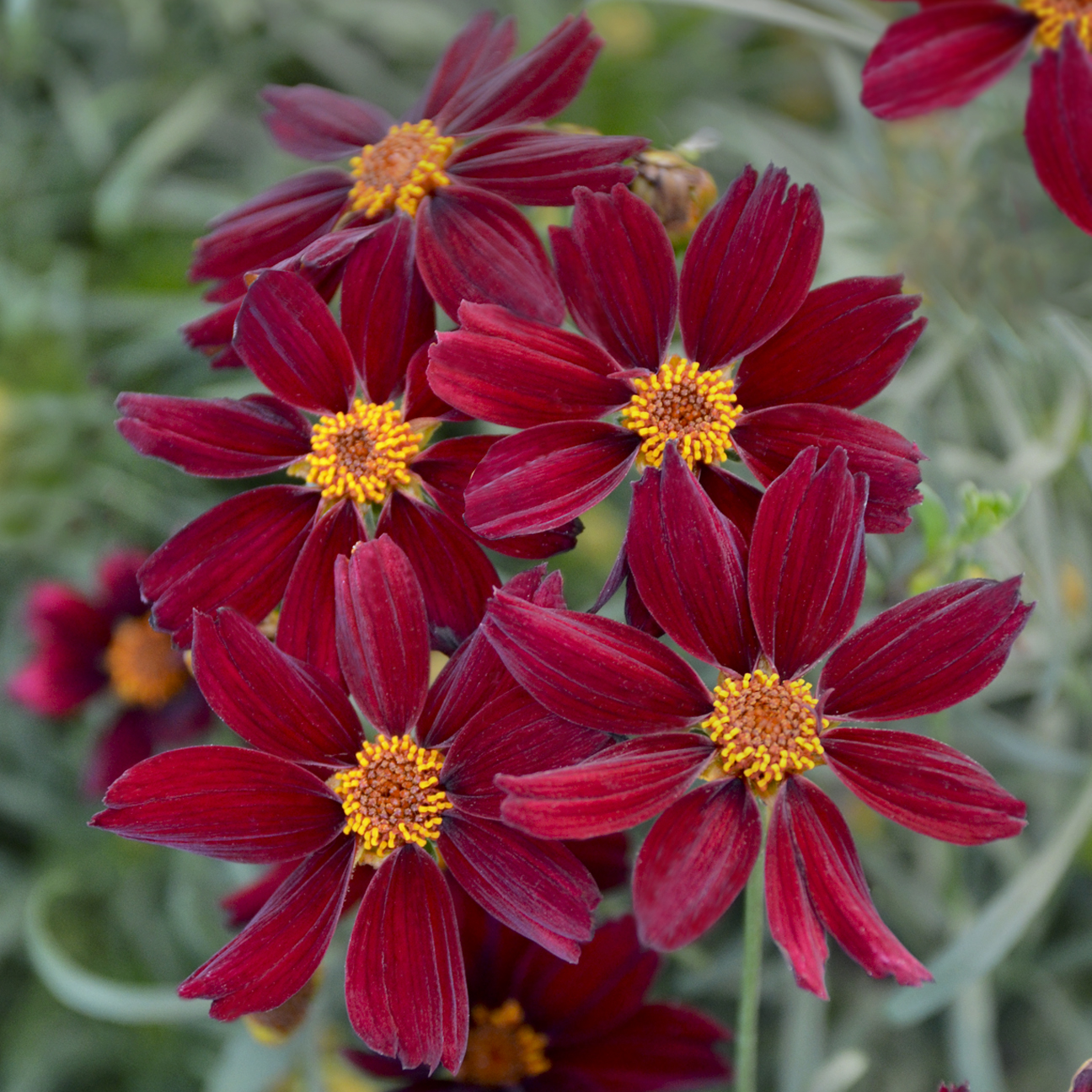 Coreopsis Permathread 'Red Satin' - Tickseed Courtesy of Growing Colors