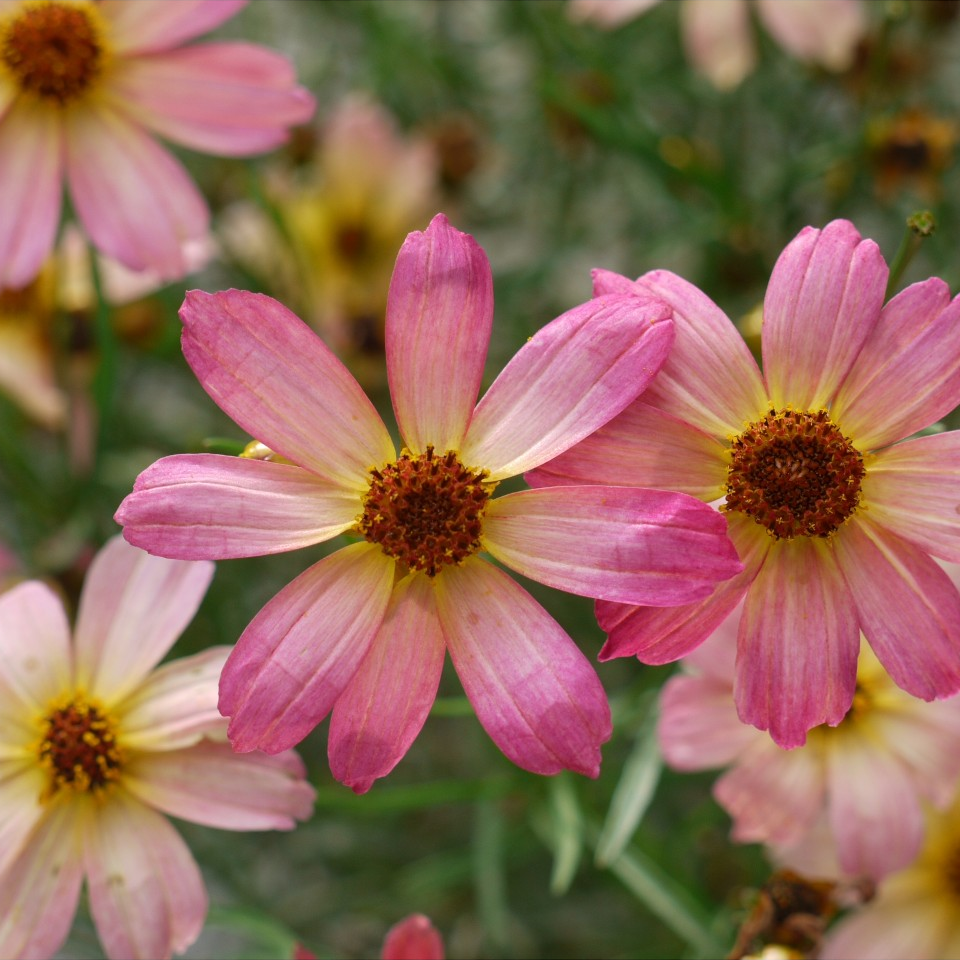 Coreopsis Permathread 'Shades of Rose' - Tickseed Courtesy of Growing Colors