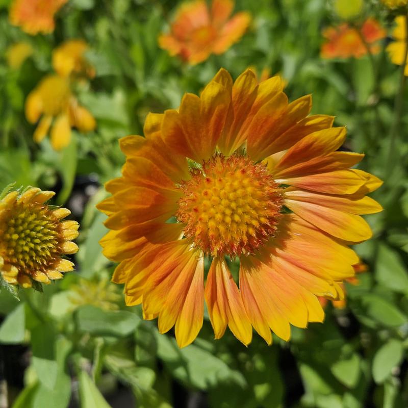 Gaillardia Spintop 'Mango' - Blanket Flower from Hillcrest Nursery