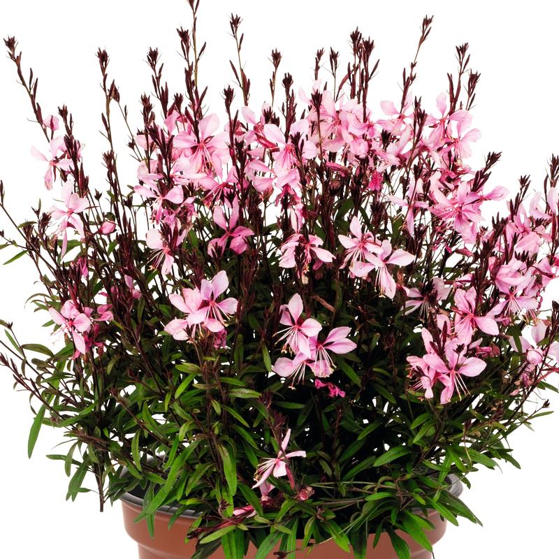 Gaura lindheimeri 'Monarch Pink' - Wand Flower from Hillcrest Nursery