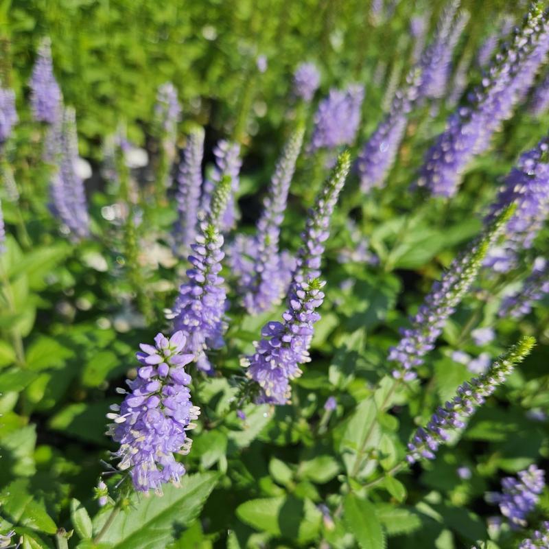 Veronica 'Candela Blue' - Speedwell from Hillcrest Nursery