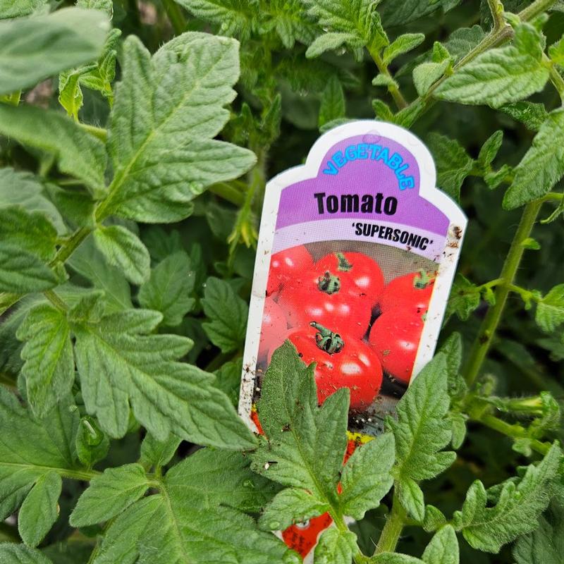 Lycopersicon esculentum 'Supersonic' - Tomato from Hillcrest Nursery