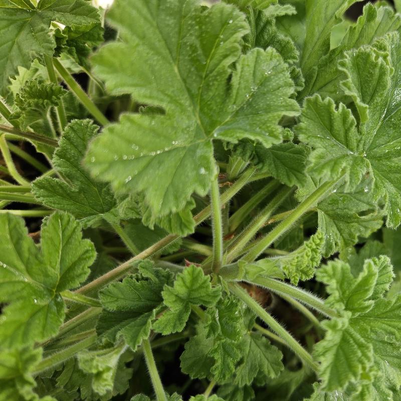 Pelargonium 'Attar of Roses' - Geranium Scented - Cellpack from Hillcrest Nursery