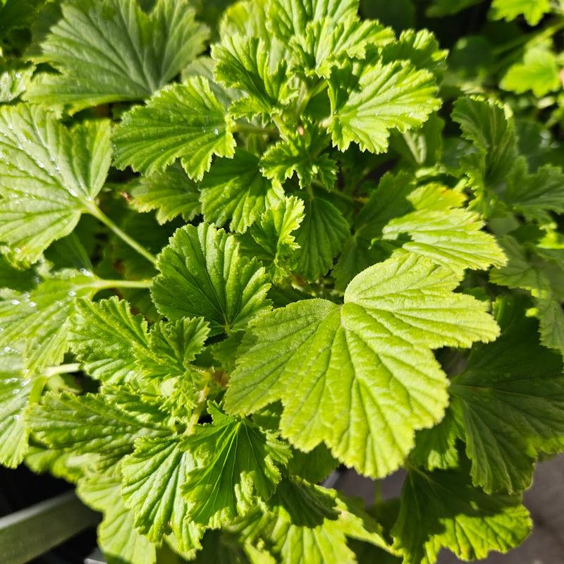 Pelargonium 'Orange Fizz' - Geranium Scented - Cellpack from Hillcrest Nursery