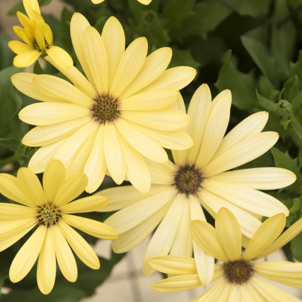 Osteospermum ecklonis Margarita 'Golden Yellow' - African Daisy courtesy of Ball Horticultural Company