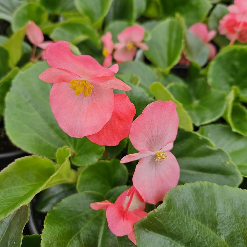 Begonia semperflorens Whopper 'Rose (Green Leaf)' - Begonia from Hillcrest Nursery