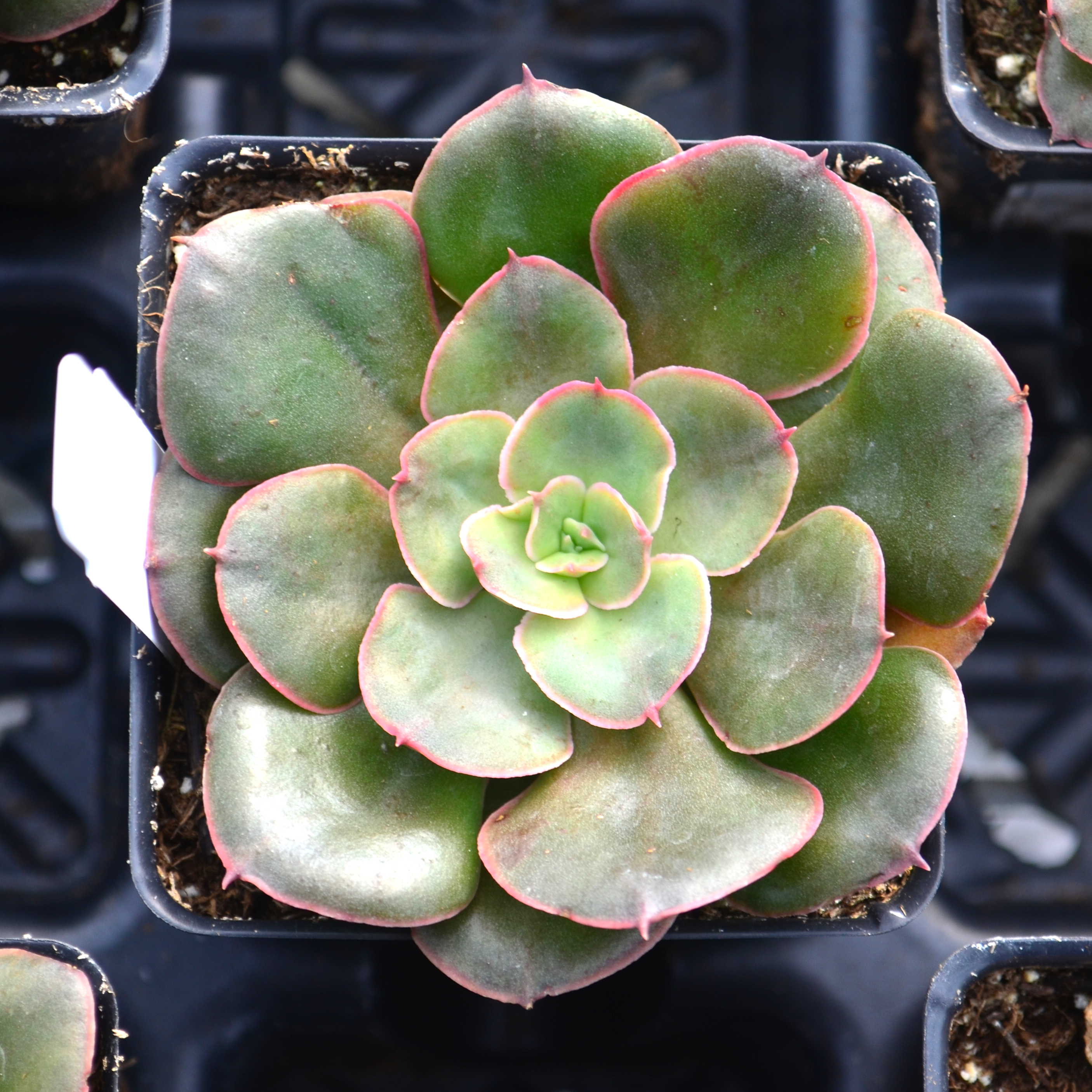 Echeveria 'Painted Frills' - Echeveria from Hillcrest Nursery