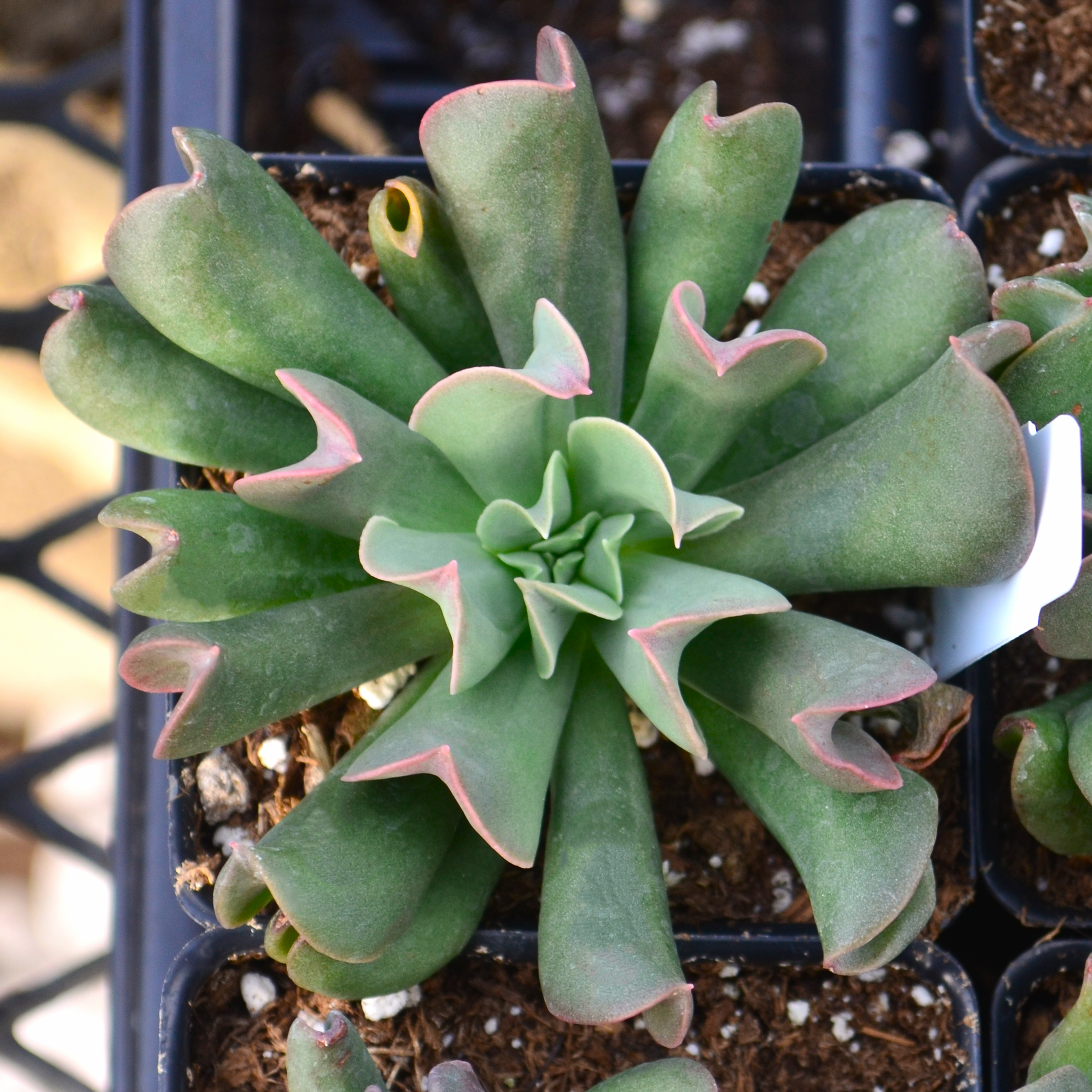 Echeveria 'Dark Vader' - Echeveria from Hillcrest Nursery