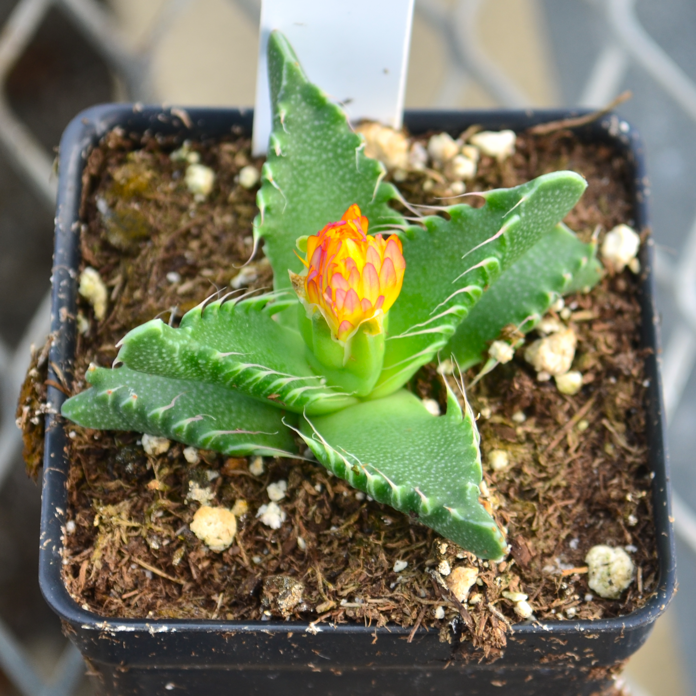 Faucaria tuberculosa - Tiger Jaws from Hillcrest Nursery