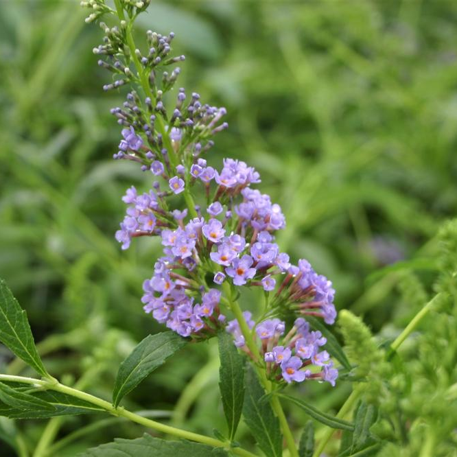 Buddleia davidii Buzz 'Sky Blue' - Butterfly Bush from Hillcrest Nursery