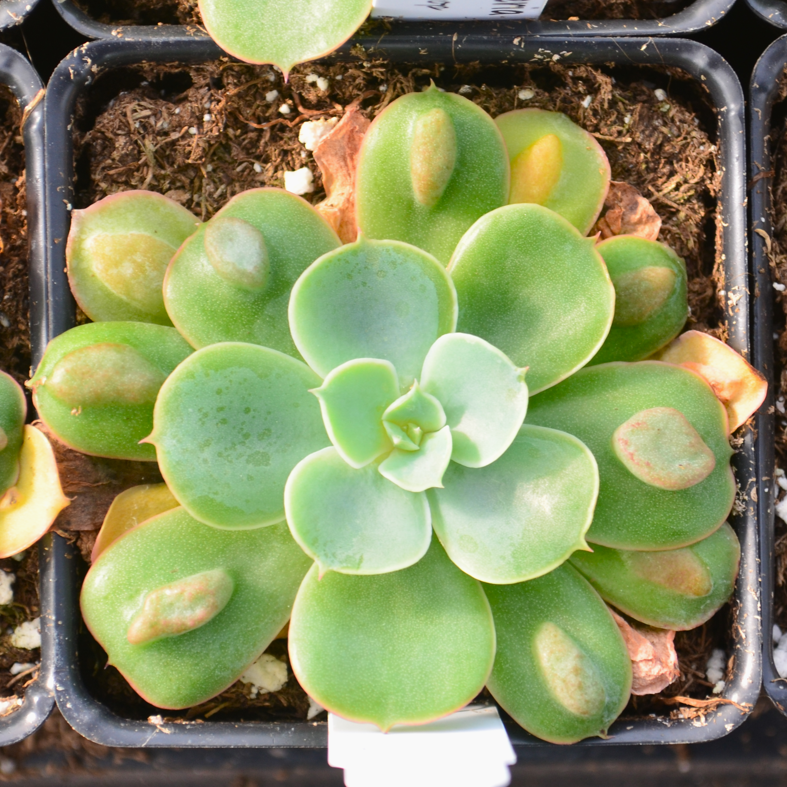 Echeveria 'Raindrop' - Echeveria from Hillcrest Nursery