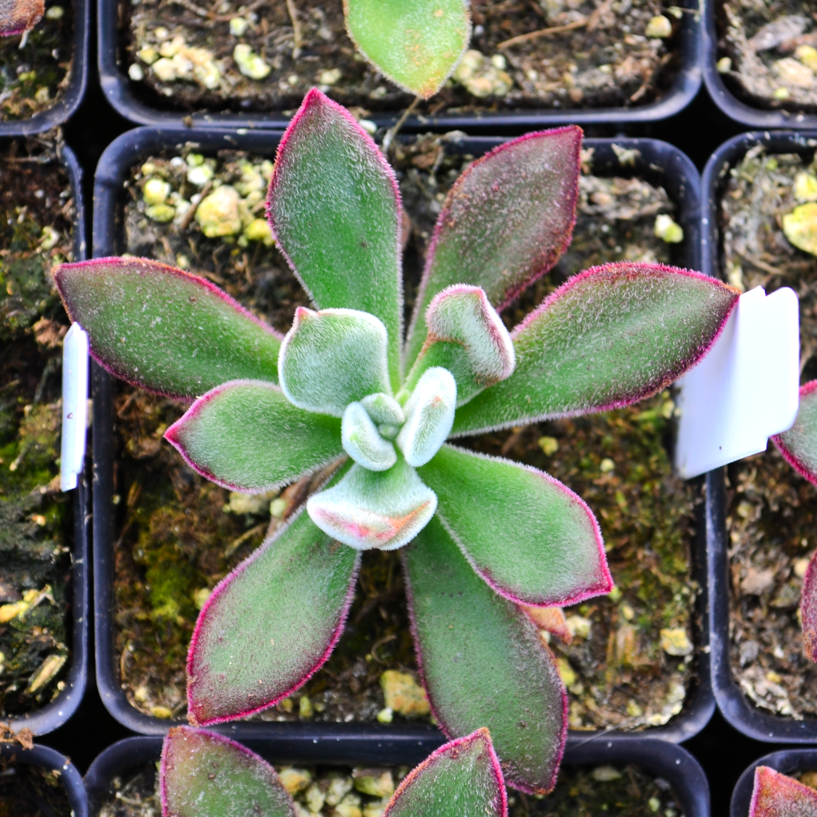 Echeveria pulvinata 'Red' - Echeveria from Hillcrest Nursery