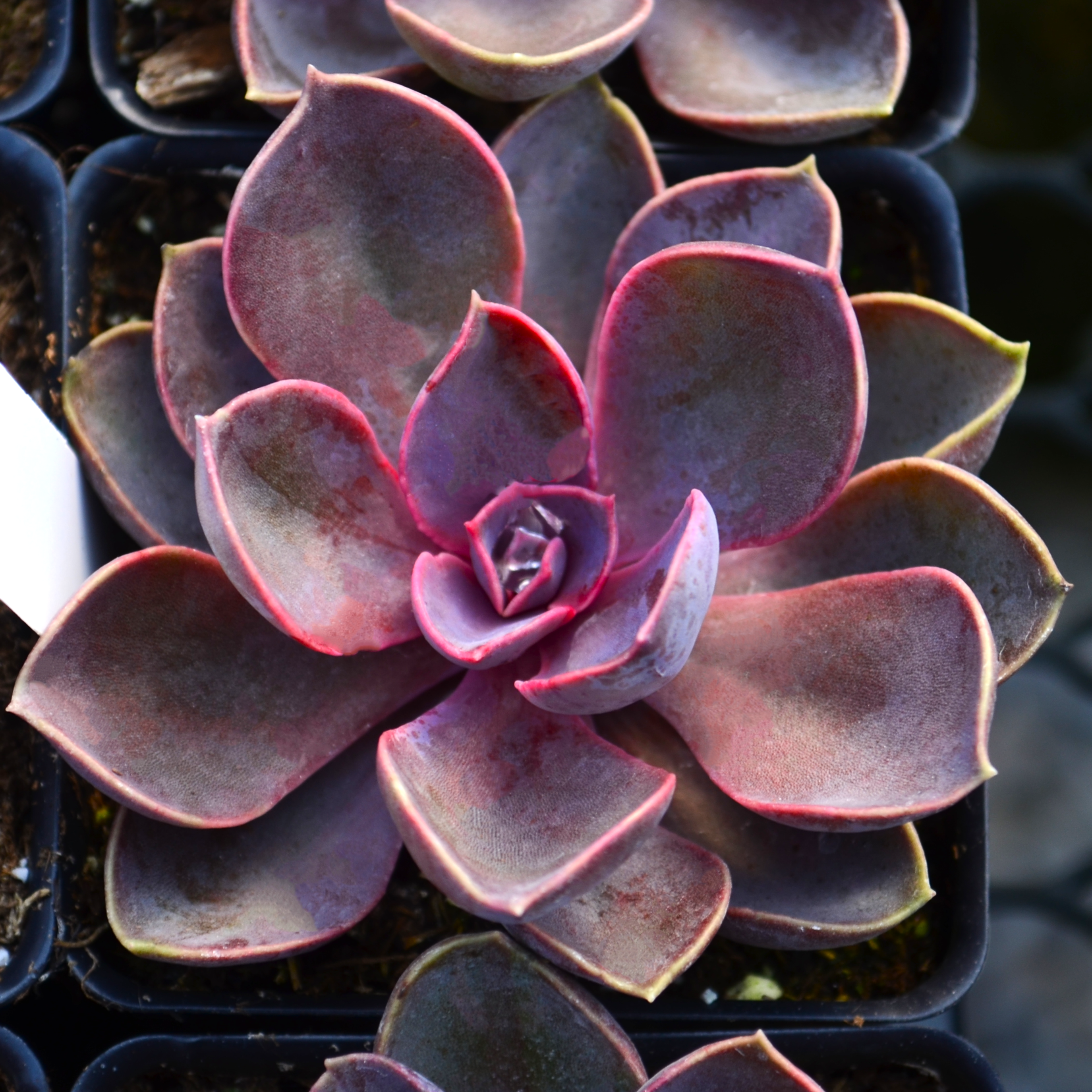 Echeveria 'Spoon Pearl' - Echeveria from Hillcrest Nursery