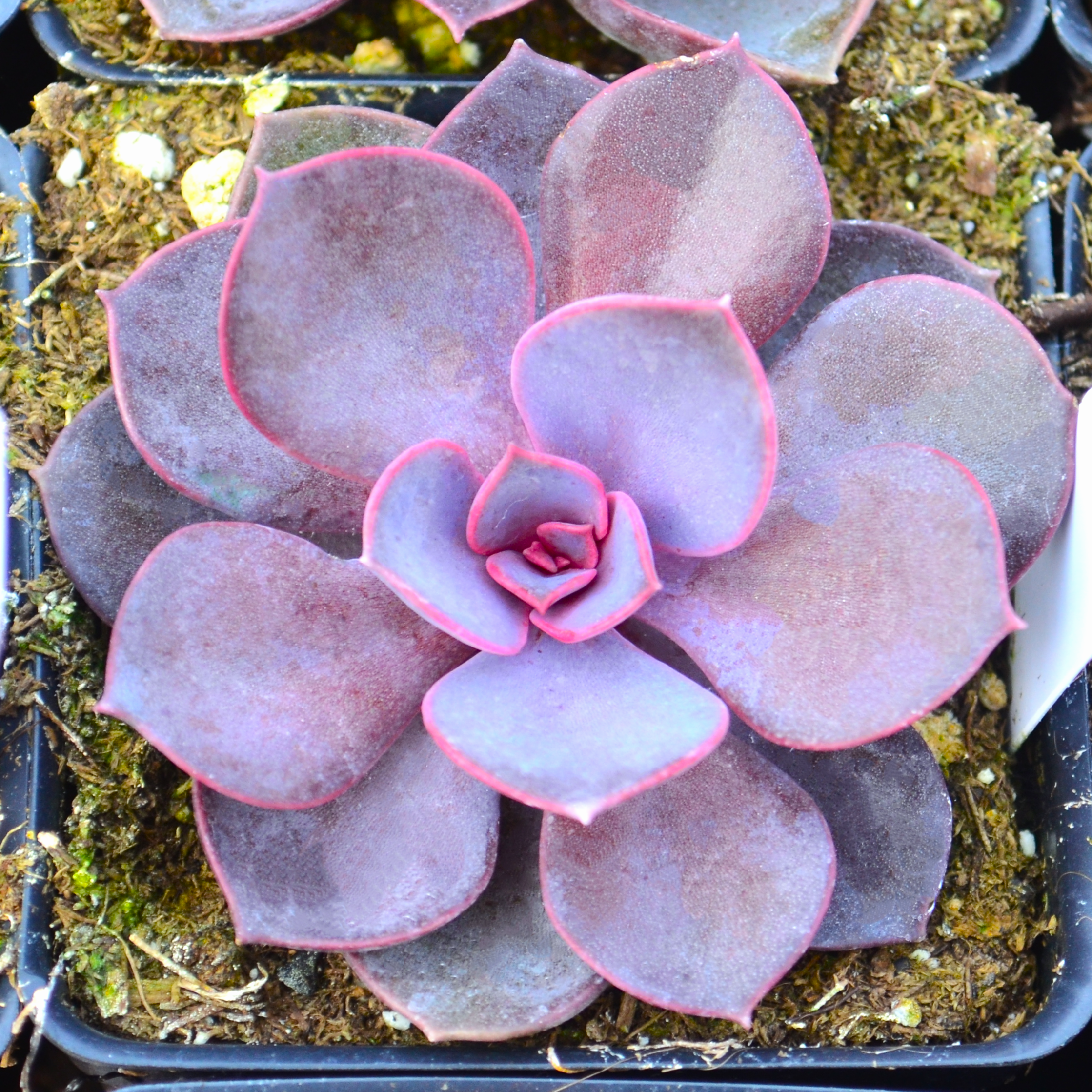 Echeveria 'Indigo Pearl' - Echeveria from Hillcrest Nursery