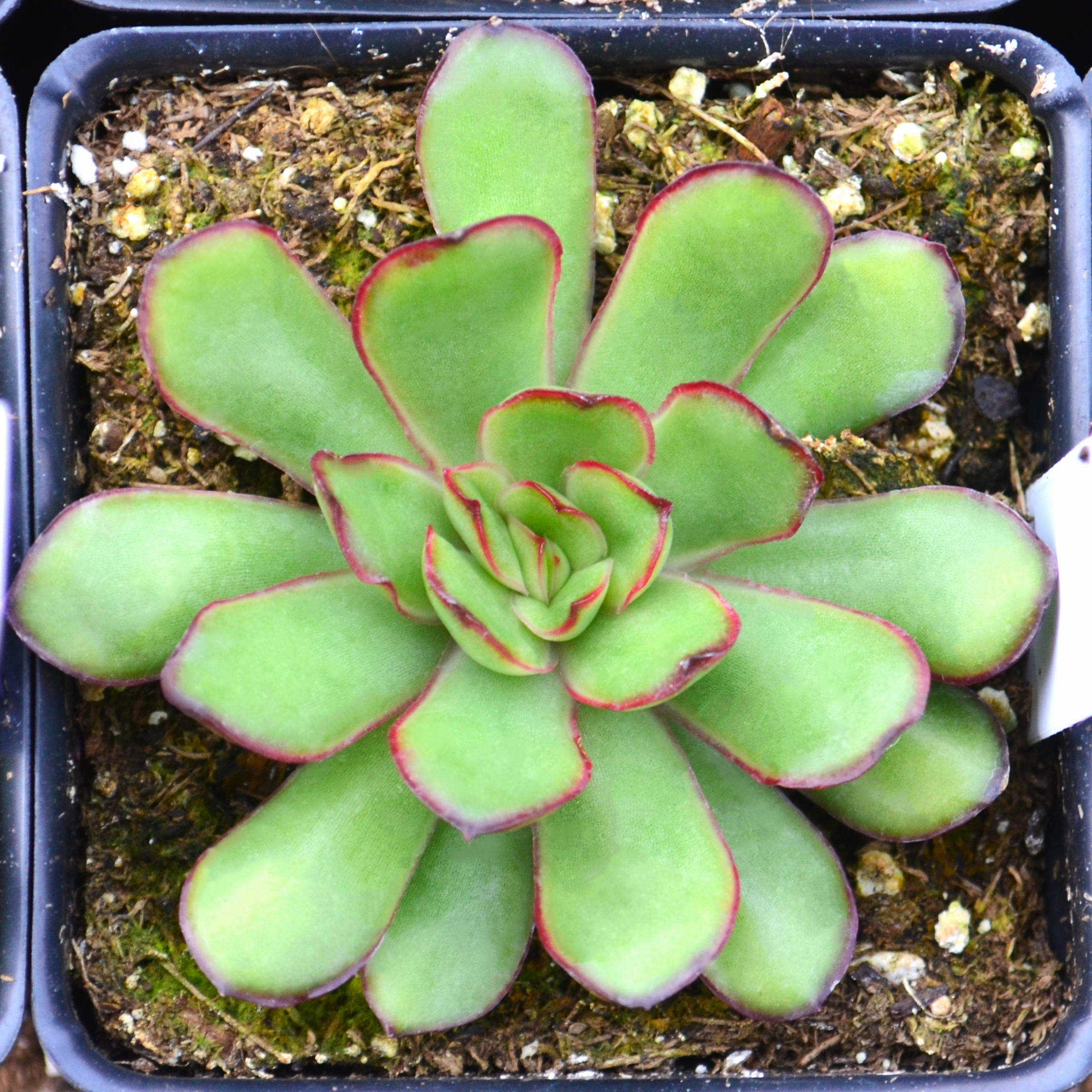 Echeveria 'Magma Pearl' - Echeveria from Hillcrest Nursery