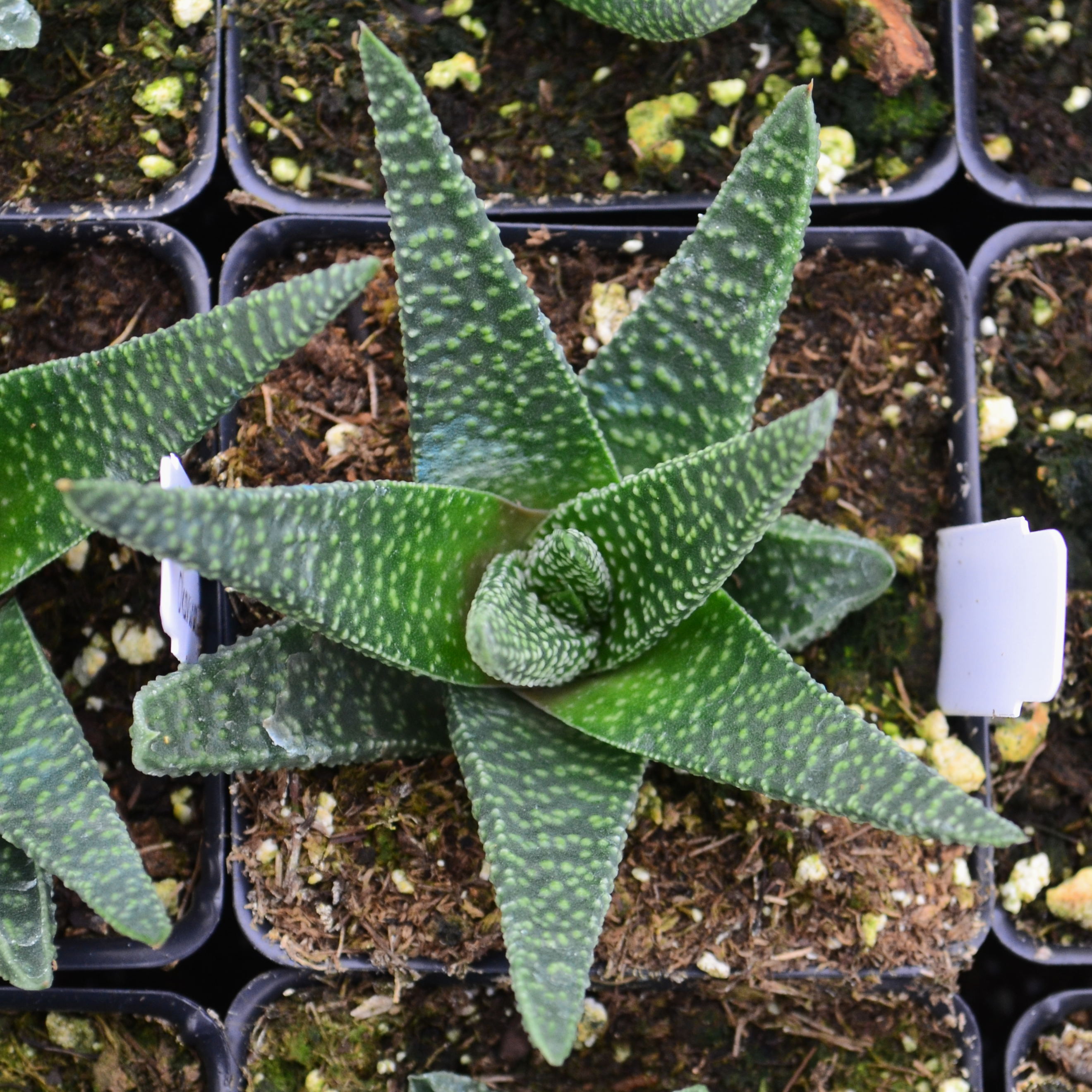 Gasteria 'Okavango Anne' - Ox Tongue from Hillcrest Nursery