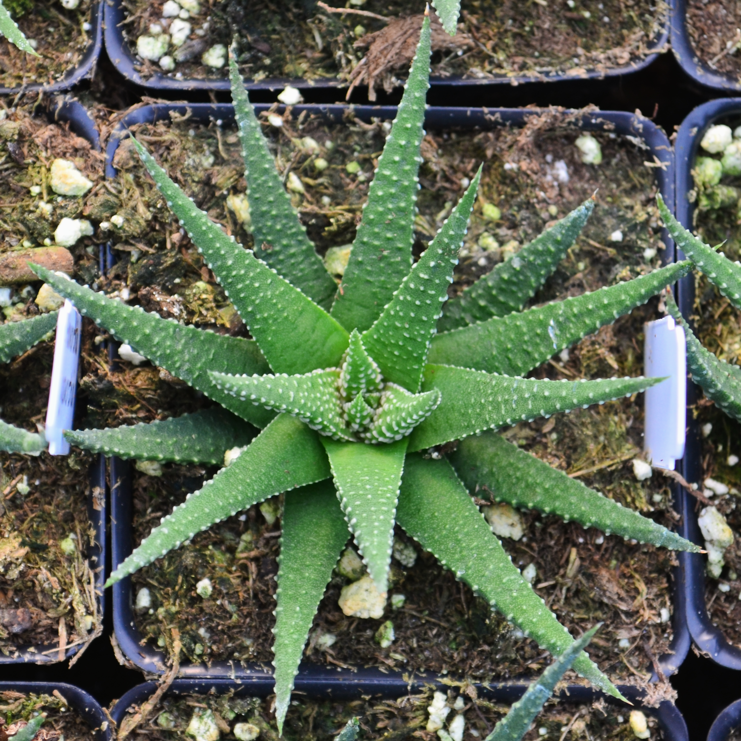 Haworthia gasworthia - Haworthia from Hillcrest Nursery