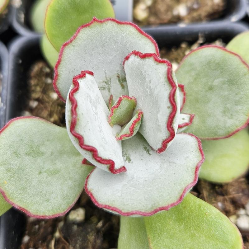 Cotyledon papillaris 'Choco Line' - Cotyledon from Hillcrest Nursery