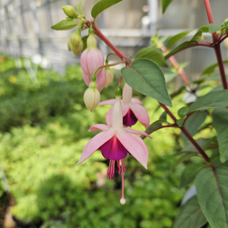 Fuchsia 'Paula Jane' - Fuchsia from Hillcrest Nursery