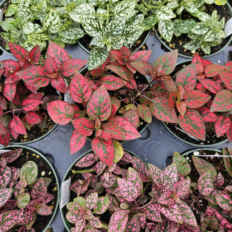 Polka Dot Plant Hypoestes Assorted Flat from Hillcrest Nursery