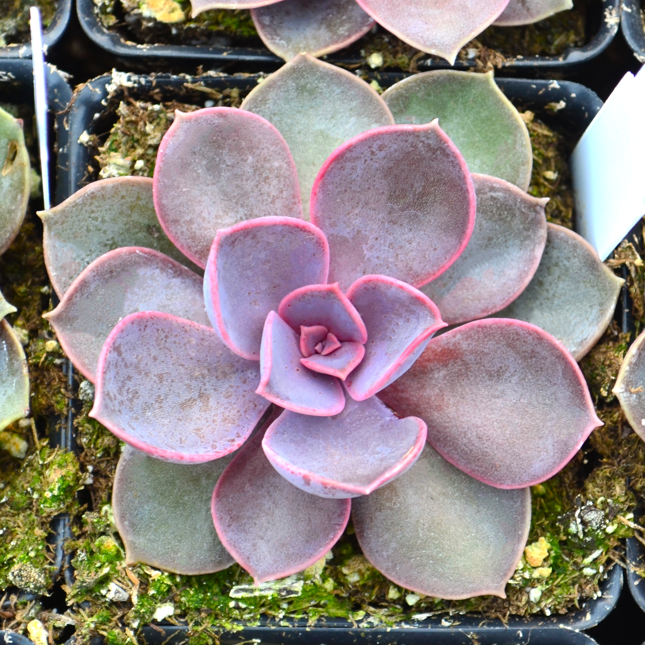 Echeveria 'Purple Pearl' - Echeveria from Hillcrest Nursery