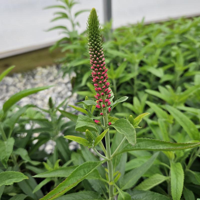 Veronica Vernique 'Raspberry' - Speedwell from Hillcrest Nursery