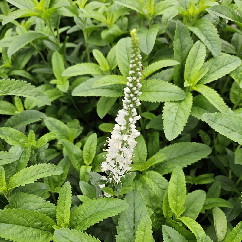 Veronica Vernique 'White' - Speedwell from Hillcrest Nursery