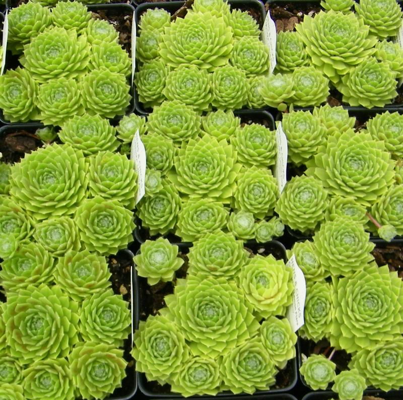 Sempervivum arachnoideum Colorockz 'Lemon Flare' - Hens and Chicks from Hillcrest Nursery