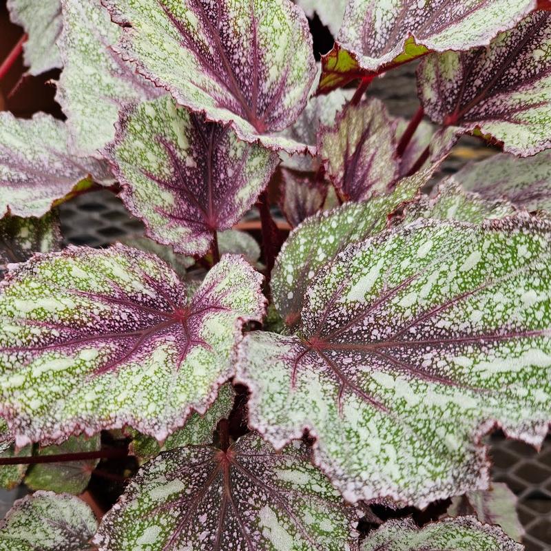 Begonia rex Shadow King 'Rose Frost' - Begonia Rex from Hillcrest Nursery