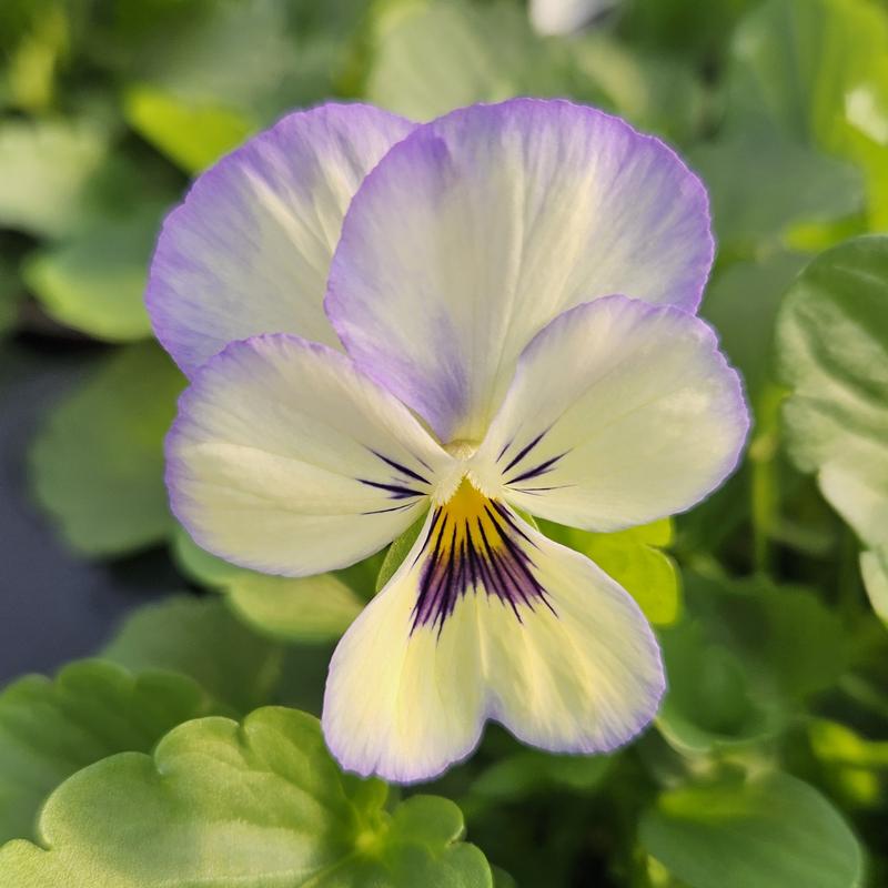 Viola cornuta ColorMax 'Icy Blue' - Viola from Hillcrest Nursery