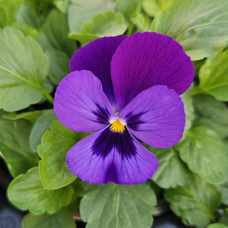 Viola cornuta ColorMax 'Blue Jeans' - Viola from Hillcrest Nursery