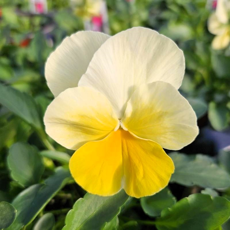 Viola cornuta ColorMax 'Lemon Splash' - Viola from Hillcrest Nursery