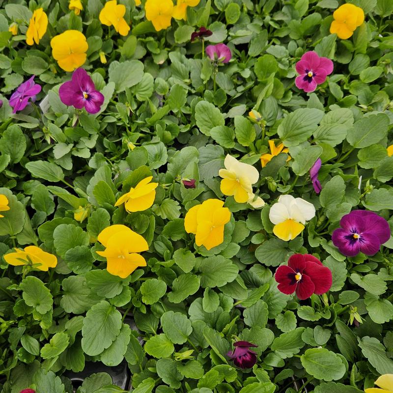 Viola cornuta ColorMax 'Mix' - Viola from Hillcrest Nursery