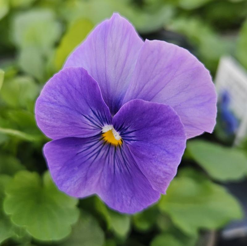 Viola cornuta ColorMax 'True Blue' - Viola from Hillcrest Nursery