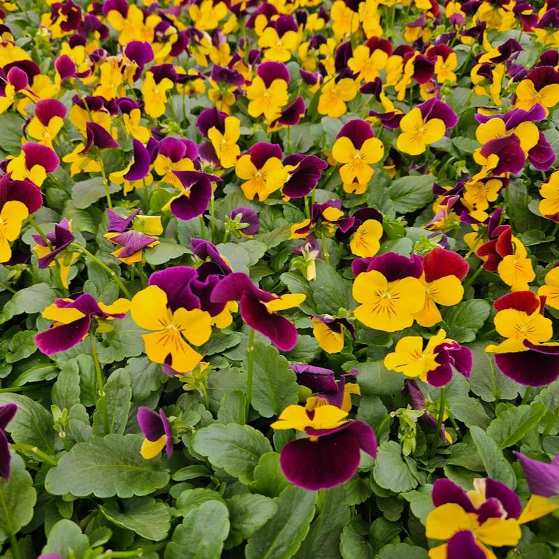 Viola cornuta ColorMax 'Yellow Jump Up' - Viola from Hillcrest Nursery