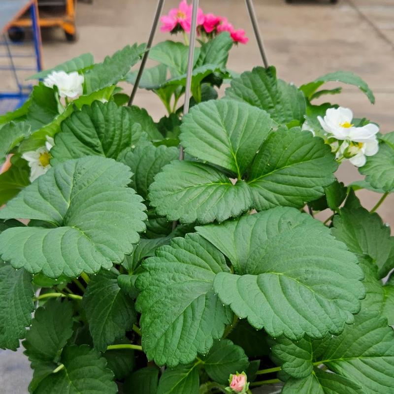 Fragaria 'Summer Breeze Cherry Blossom & Snow Mix' - Strawberry from Hillcrest Nursery