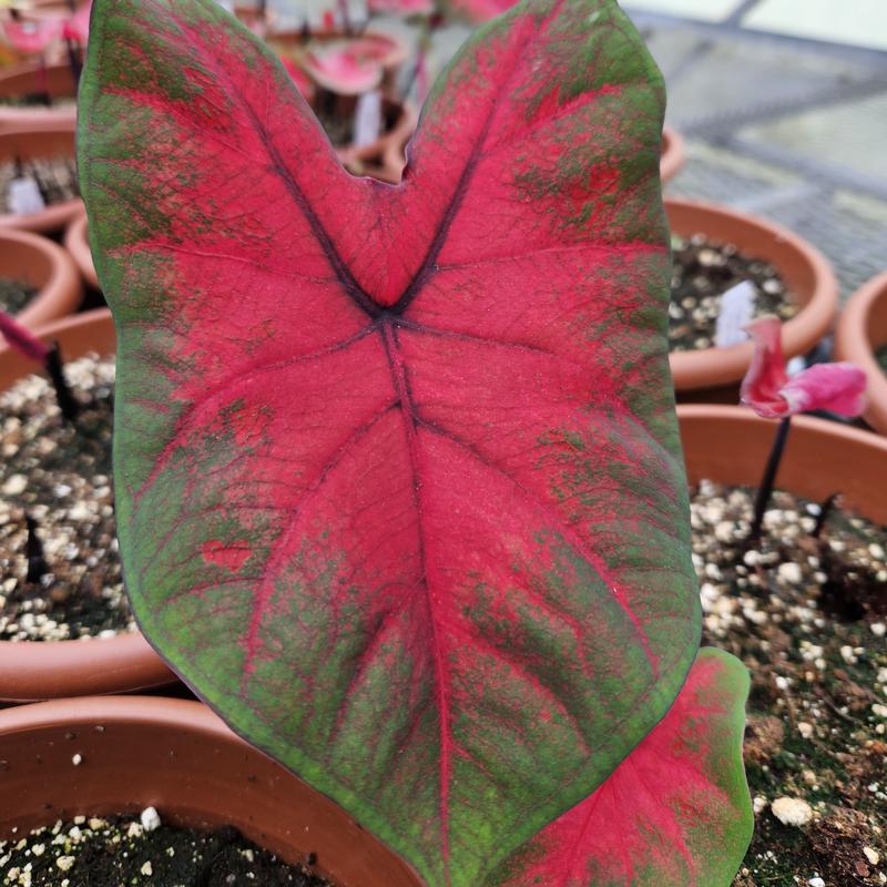 Caladium 'Postman Joyner' - Caladium from Hillcrest Nursery