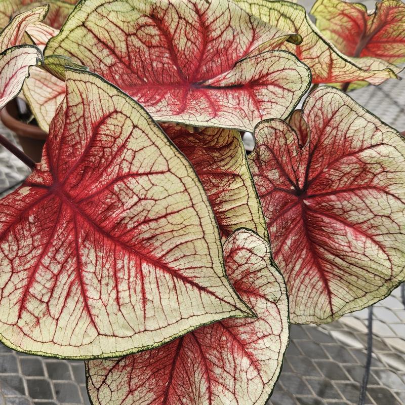 Caladium 'Southern Charm' - Caladium from Hillcrest Nursery