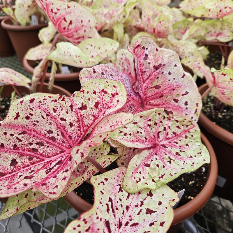 Caladium 'Miss Muffet' - Caladium from Hillcrest Nursery