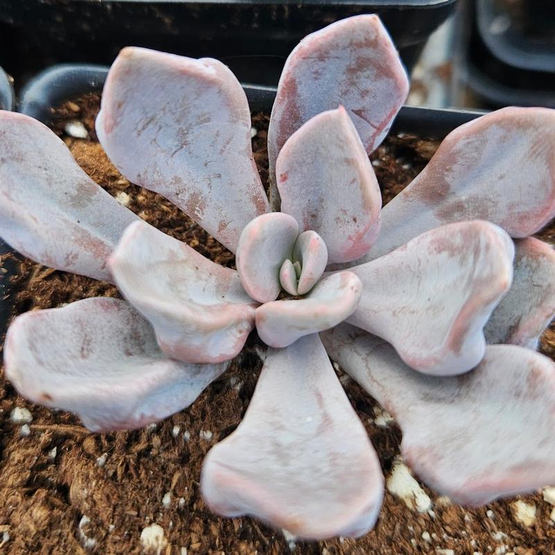 Echeveria 'Cupido' - Echeveria from Hillcrest Nursery