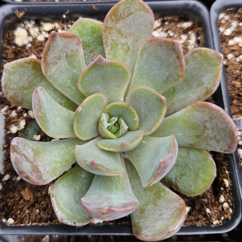 Echeveria 'Dark Ice' - Echeveria from Hillcrest Nursery