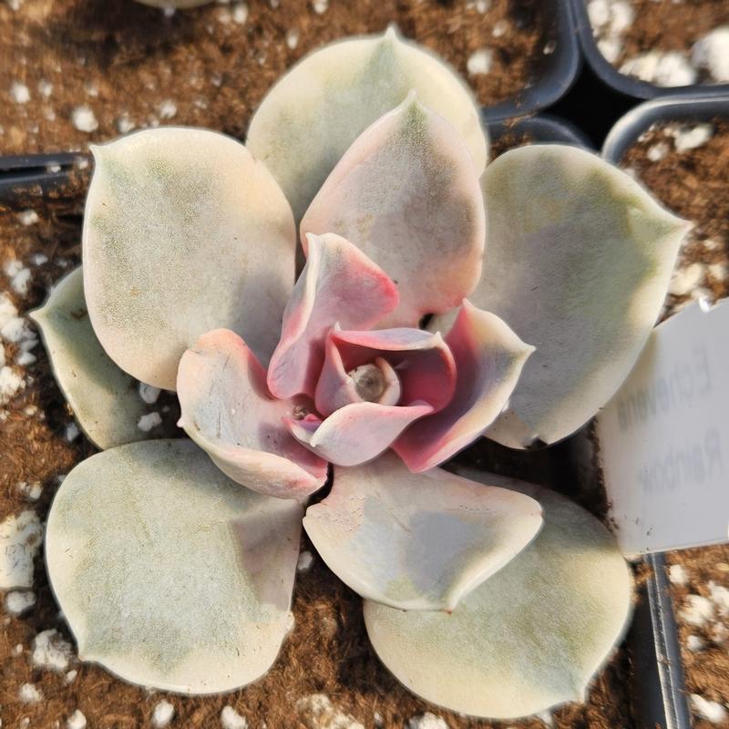 Echeveria 'Rainbow' - Echeveria from Hillcrest Nursery