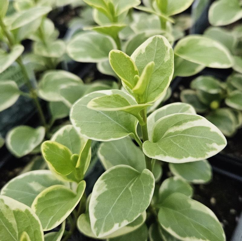 Vinca major 'Gold Variegated' - Vinca Vine Gold from Hillcrest Nursery