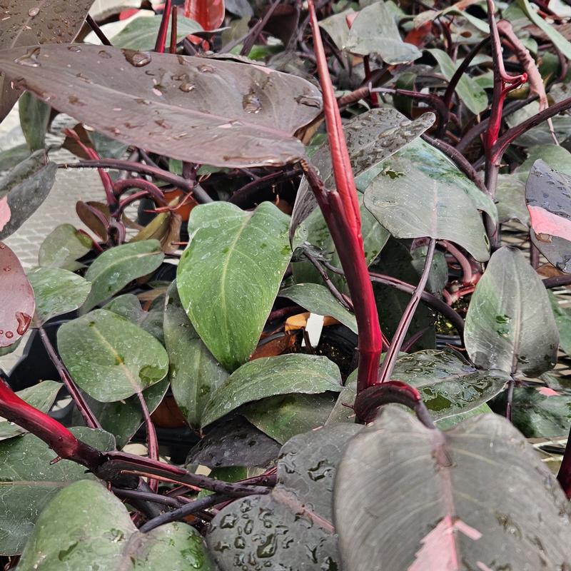 Philodendron 'Pink Princess (reverted)' - Philodendron from Hillcrest Nursery