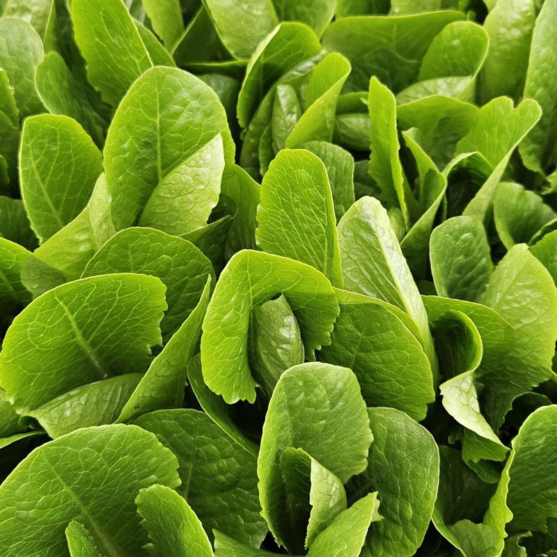 Lactuca sativa 'Parris Island Cos' - Lettuce Romaine from Hillcrest Nursery