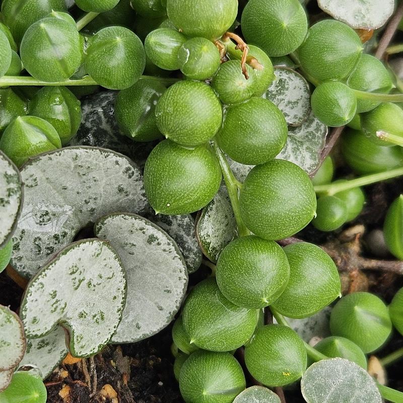 Senecio combo 'String of Pearls & Hearts Combo' - String of Pearls/Hearts Combo from Hillcrest Nursery