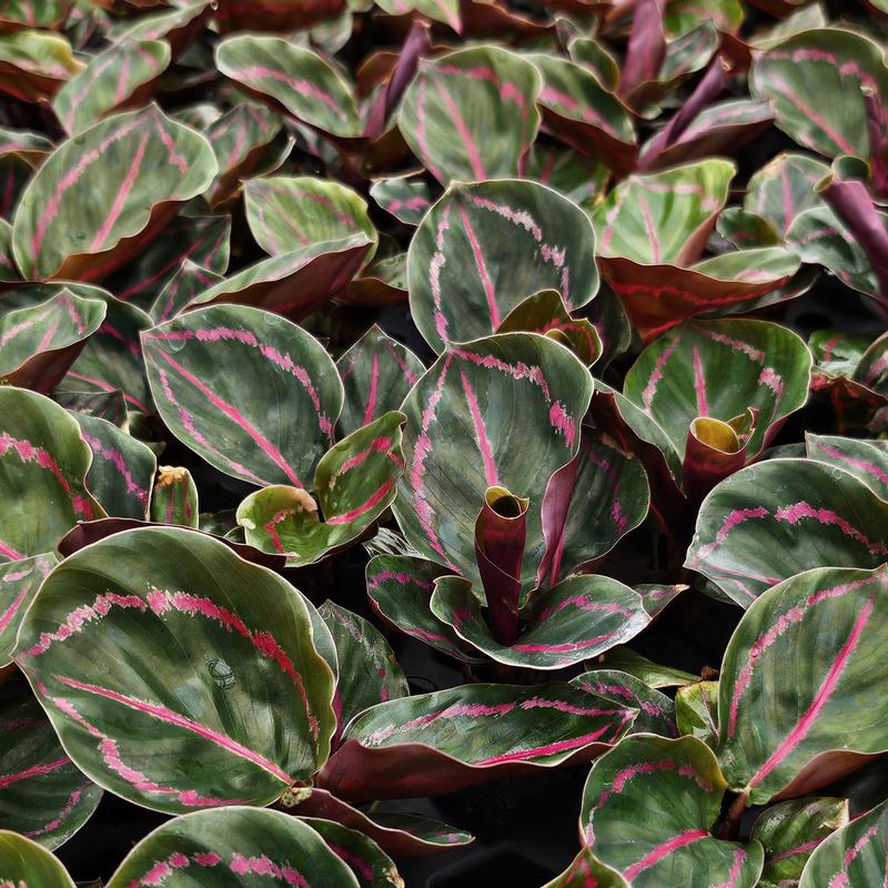 Calathea roseopicta 'Jungle Rose' - Calathea from Hillcrest Nursery