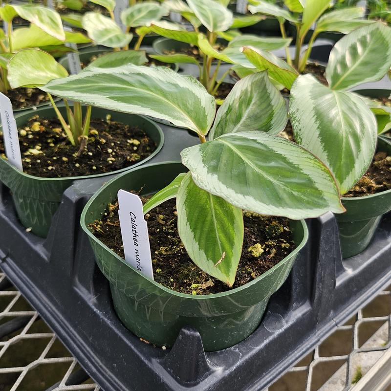 Calathea roseopicta 'Maria' - Calathea from Hillcrest Nursery