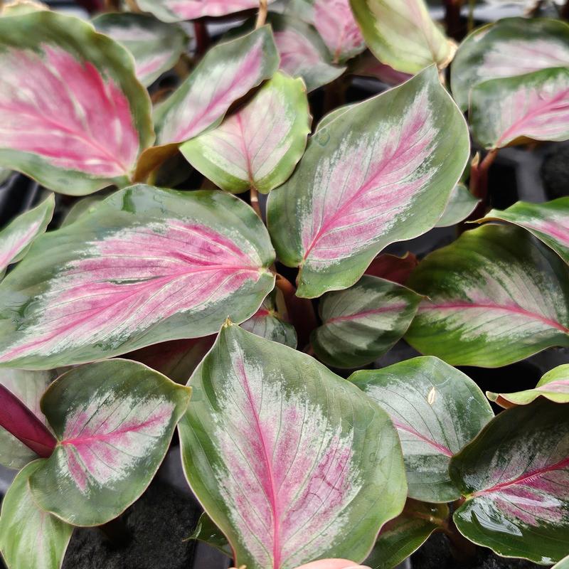 Calathea roseopicta 'White Cloud' - Calathea from Hillcrest Nursery