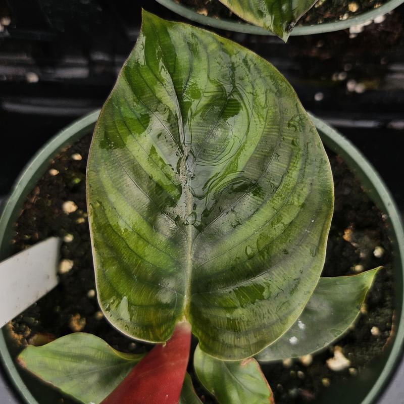 Calathea rotundifolia 'Fasciata' - Calathea from Hillcrest Nursery